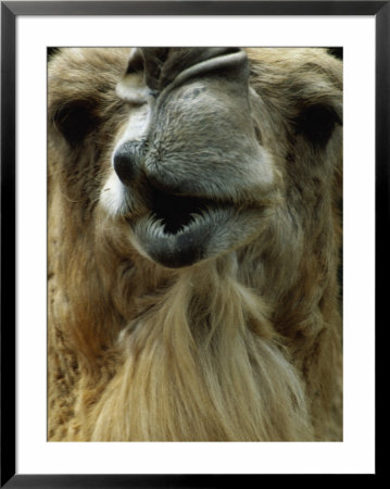Camel by Mitch Diamond Pricing Limited Edition Print image