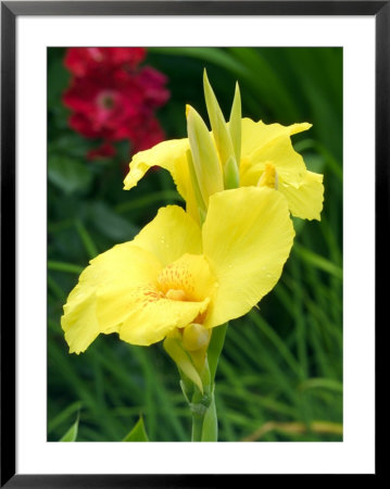 Canna (Yellow Sport), Close-Up Of Flower by Mark Bolton Pricing Limited Edition Print image