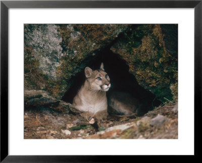 Mountain Lion, Female At Den, Usa by Mary Plage Pricing Limited Edition Print image