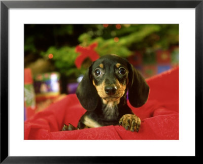 Dachshund Puppy, Usa by Alan And Sandy Carey Pricing Limited Edition Print image