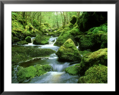 Stream And Mossy Boulders, Scotland by Iain Sarjeant Pricing Limited Edition Print image