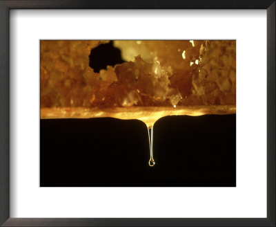 Honey Bee, Honey Dripping From Comb by Oxford Scientific Pricing Limited Edition Print image