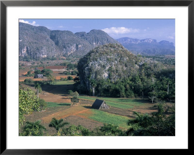 Tobacco Fields, Valle De Vinales, Cuba by Tina Buckman Pricing Limited Edition Print image