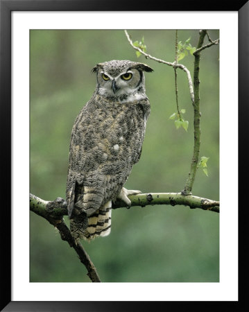 Great Horned Owl In Tree, Canada by Ralph Reinhold Pricing Limited Edition Print image