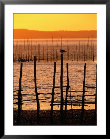 Fish Weir With Seagull, Campobello Island, Canada by Dan Gair Pricing Limited Edition Print image