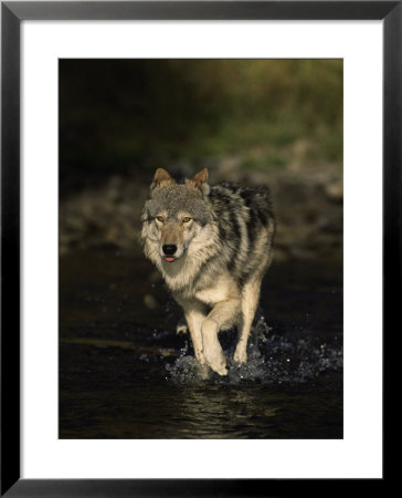 Limber Wolf Running Through River, Canis Lupus by Robert Franz Pricing Limited Edition Print image
