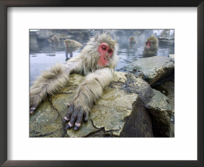 Japanese Macaques Or Snow Monkeys, Adult In Foreground With Arms Extended On Rock, Honshu, Japan by Roy Toft Pricing Limited Edition Print image