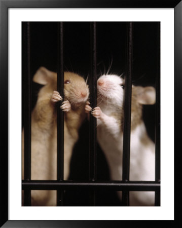 Two Mice Behind Bars by Rudi Von Briel Pricing Limited Edition Print image