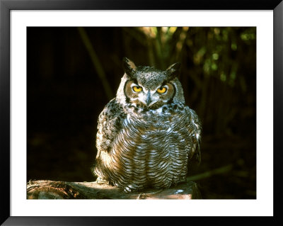 Great Horned Owl by Jerry Koontz Pricing Limited Edition Print image