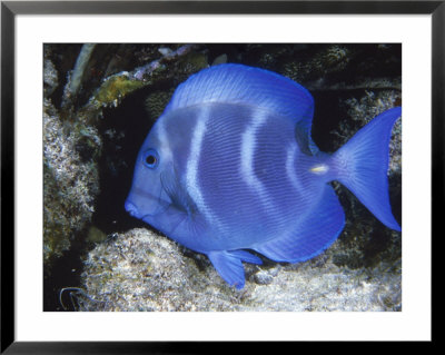 Close-Up Of Bluefish Underwater by Lee Peterson Pricing Limited Edition Print image