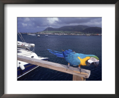 Parrot With Basseterre Bay In Background, St. Kitts by Jeff Greenberg Pricing Limited Edition Print image