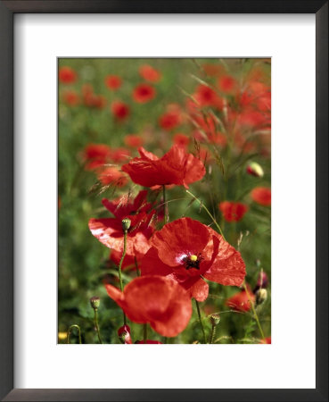 Red Poppy Field by Henryk T. Kaiser Pricing Limited Edition Print image