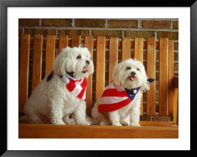 Maltese Dogs Wearing The American Flag by Karen M. Romanko Pricing Limited Edition Print image