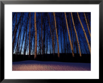 Aspen Forest In Winter Near Anchorage, Usa by Daniel Cox Pricing Limited Edition Print image