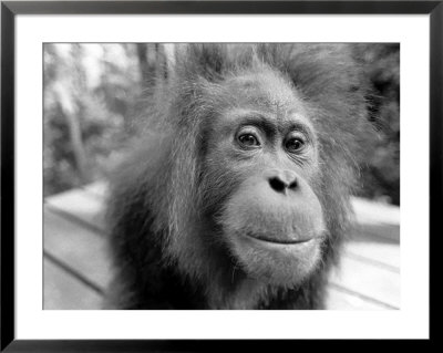 Female Orangutan, North Sumatra, Indonesia by Bonnie Kamin Pricing Limited Edition Print image
