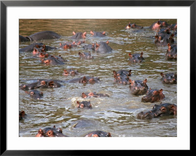 Hippos In River, Kenya by Michele Burgess Pricing Limited Edition Print image