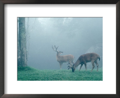 Two Deer Surrounded By Mist by Chip Henderson Pricing Limited Edition Print image