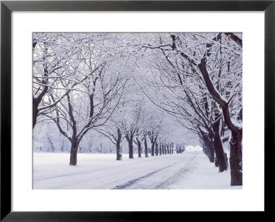 Maple Tree Grove In Winter, One Of Four Seasons by Ken Wardius Pricing Limited Edition Print image