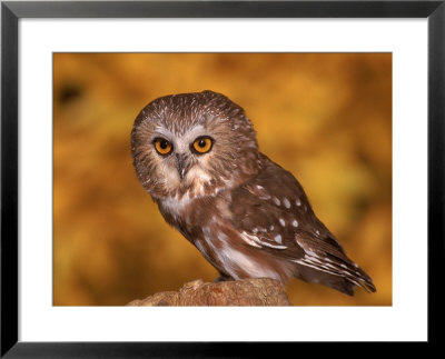 Saw-Whet Owl On Tree Stump by Russell Burden Pricing Limited Edition Print image