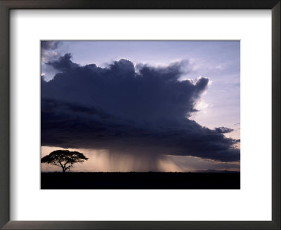 Rain Squall And Acacia Tree, Kenya by Michele Burgess Pricing Limited Edition Print image