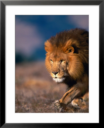 African Lion by Stuart Westmoreland Pricing Limited Edition Print image