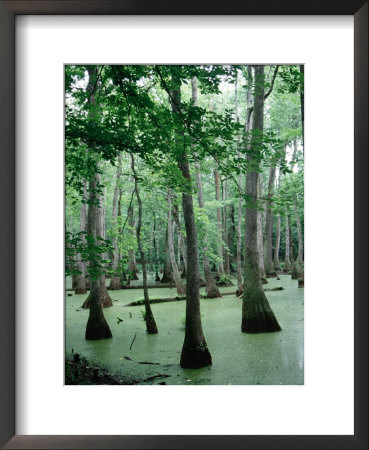 Cypress Swamp, Ms by Dennis Macdonald Pricing Limited Edition Print image