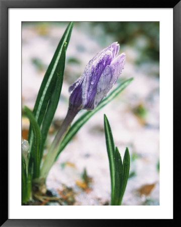 Crocuses In Spring Snow, Braintree, Ma by Steven Emery Pricing Limited Edition Print image