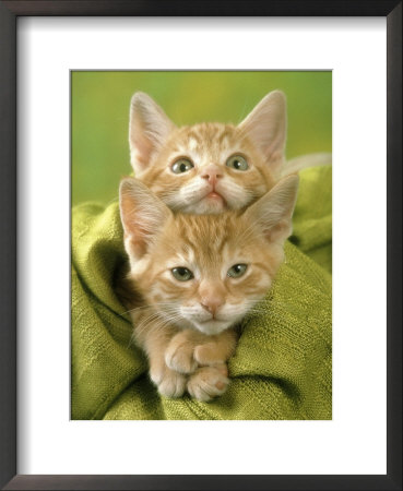 Pair Of Orange Colored Kittens by Richard Stacks Pricing Limited Edition Print image