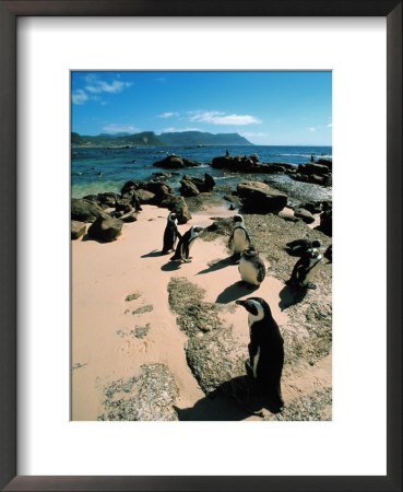 Penguin Colony, South Africa by Jacob Halaska Pricing Limited Edition Print image