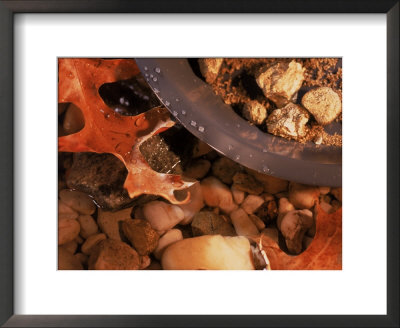 Gold Nuggets And Dust In Pan By Rocky Stream by Eric Kamp Pricing Limited Edition Print image