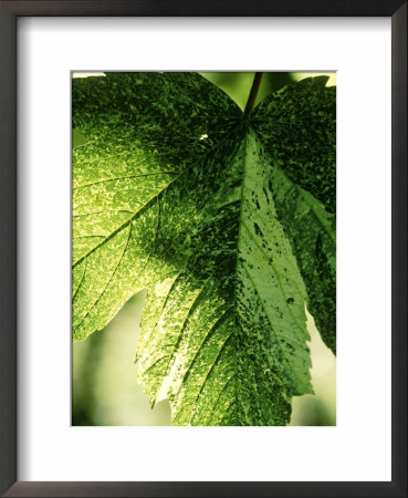 Acer Pseudoplatanus (Simon, Louis Frere) Sycamore by Mark Bolton Pricing Limited Edition Print image