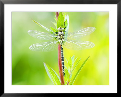Common Hawker, Newly Emerged Male On Plant, Uk by Mike Powles Pricing Limited Edition Print image