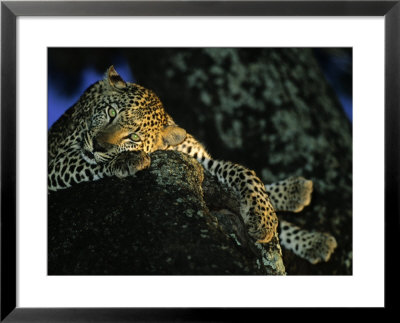 Leopard At Rest In Tree, Malamala Game Reserve, South Africa by Roger De La Harpe Pricing Limited Edition Print image