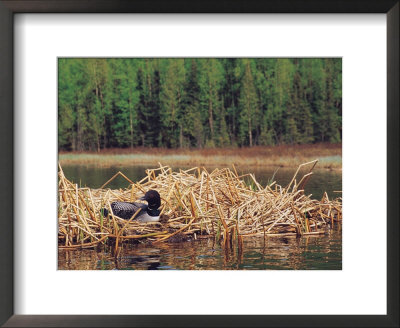 Loon On Nest In Water by Mike Robinson Pricing Limited Edition Print image