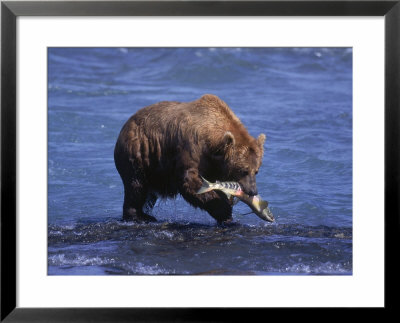 Grizzly Bear With Salmon In Mouth, Alaska by Lynn M. Stone Pricing Limited Edition Print image