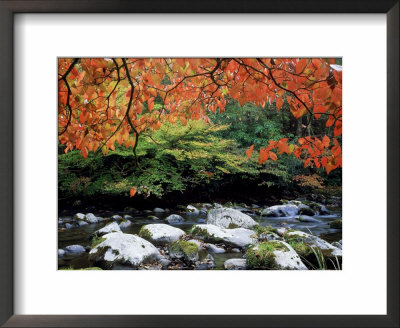Dogwood In Fall Colour Over Middle Prong Of Little River, Usa by Willard Clay Pricing Limited Edition Print image