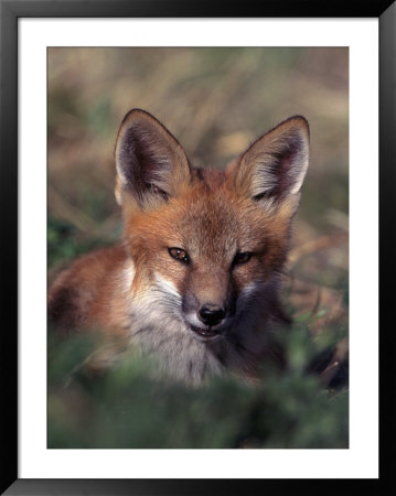 Red Fox Pup, Vulpes Fulva, Co by Robert Franz Pricing Limited Edition Print image