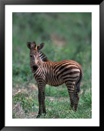 Burchell's Zebra Foal, Equus Burchelli, Tanzania by Robert Franz Pricing Limited Edition Print image