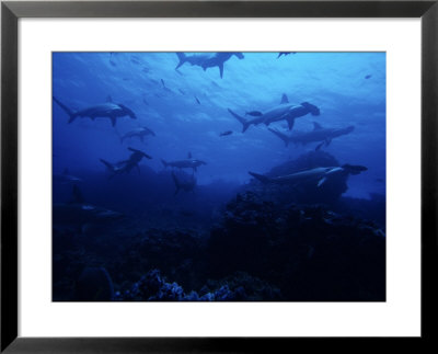 Scalloped Hammerhead Shark, Group, Galapagos by Gerard Soury Pricing Limited Edition Print image