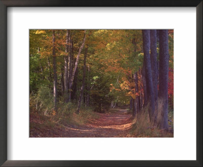 Autumn Trees In Vermont by Sally Brown Pricing Limited Edition Print image