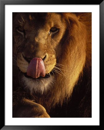 Lion Licking His Chops by Don Grall Pricing Limited Edition Print image