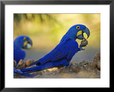 Hyacinth Macaws, Parrots Eating Brazil Nuts, Brazil by Roy Toft Pricing Limited Edition Print image
