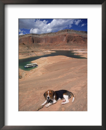 Beagle Dog At Lake Powell, Ut by Lonnie Duka Pricing Limited Edition Print image