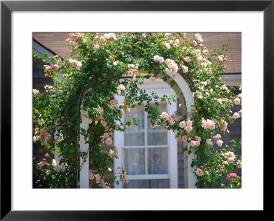 Pink Roses Growing On Trestle, Nantucket, Ma by Kindra Clineff Pricing Limited Edition Print image