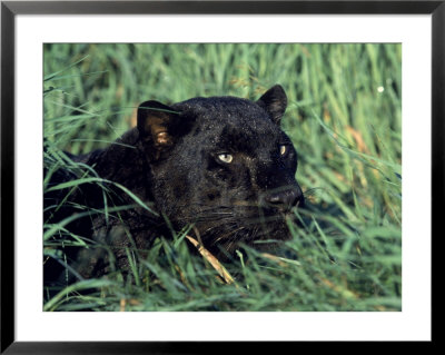 Leopard, Panthera Pardus by Robert Franz Pricing Limited Edition Print image