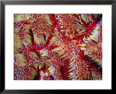 A Close View Of The Spines Of A Colorful Sea Urchin by Wolcott Henry Pricing Limited Edition Print image