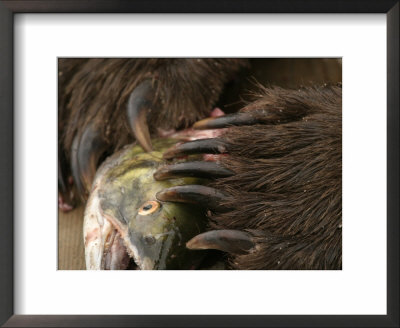 Close-Up Alaskan Brown Bear (Ursus Arctos) Claws With Salmon by Roy Toft Pricing Limited Edition Print image