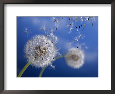 Dandelions Blowing In The Wind by Henryk T. Kaiser Pricing Limited Edition Print image