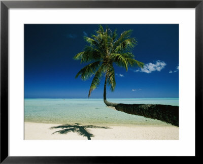 A Single Palm Tree Grows Horizontally Across The Beach by Jodi Cobb Pricing Limited Edition Print image