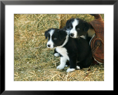 Border Collie Puppies by Inga Spence Pricing Limited Edition Print image